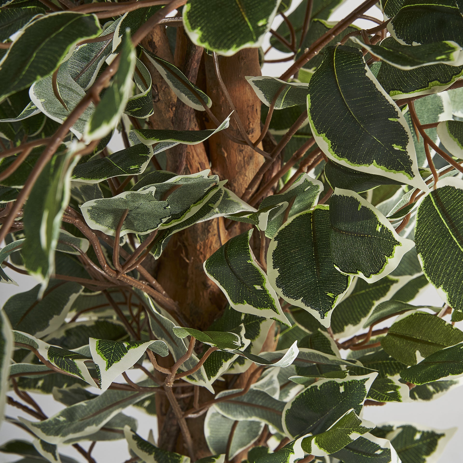 FICUS PLANT